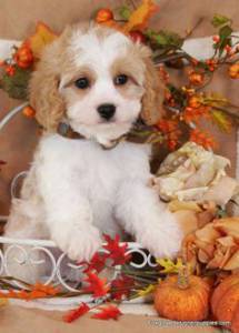 Bichon