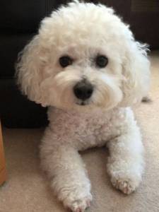 Bichon