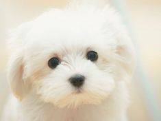 Bichon