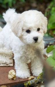 Bichon