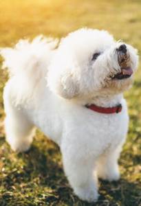 Bichon