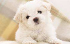 Bichon