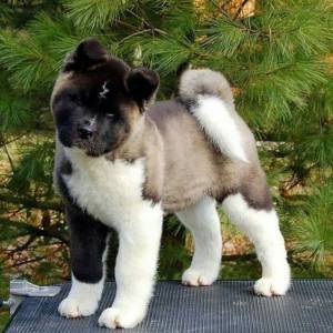 Akita Inu