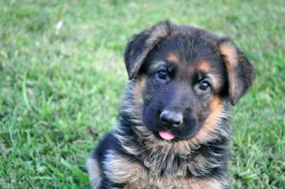 Pastor de Shetland blue merle com pedigree