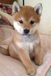 Shiba inu