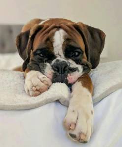 Boxers