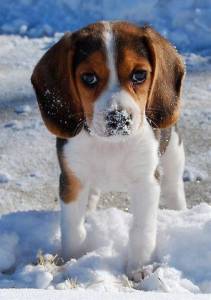 Beagle