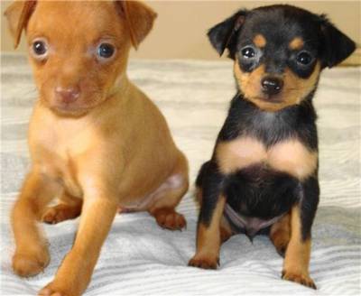 Pinscher