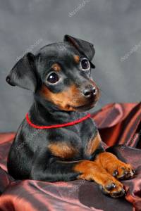 Pinscher