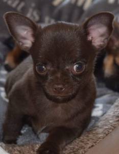 Chihuahua