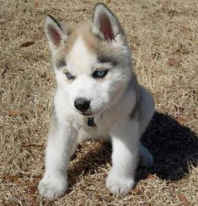 Husky Siberiano 