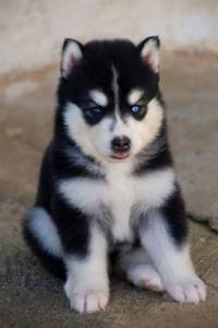 Husky Siberiano 