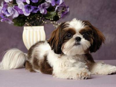 Lhasa Apso