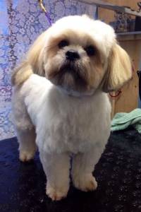 Lhasa Apso