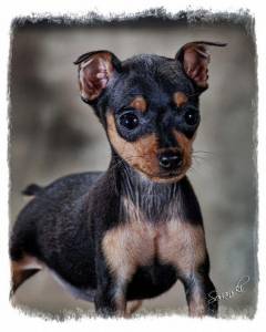 Pinscher zero