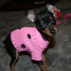 Pinscher zero