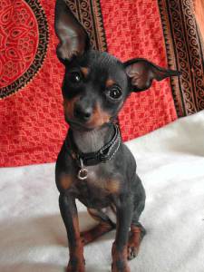 Pinscher zero