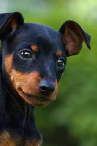 Pinscher zero