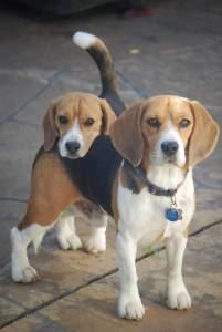 Filhotes de Beagle