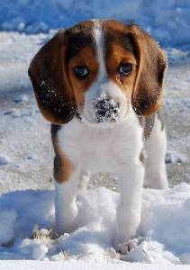 Filhotes de Beagle