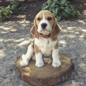 Filhotes de Beagle