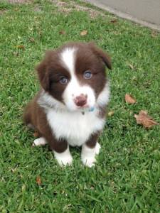 Filhotes de Border Collie