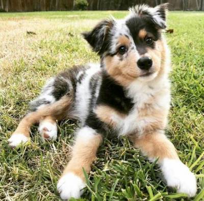 Lindos Border Collie