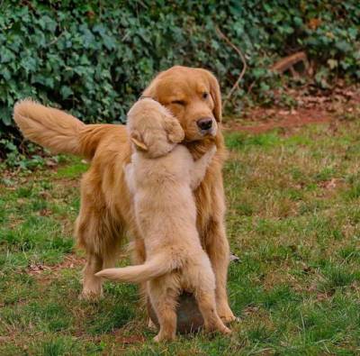 Lindos Golden