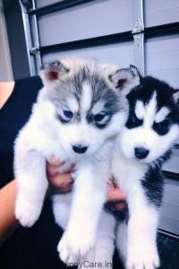 Lindos Husky Siberina