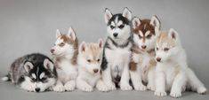 Lindos Husky Siberina