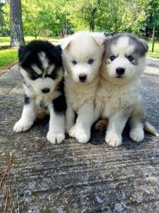 Lindos Husky Siberina