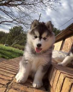 Lindos Husky Siberina