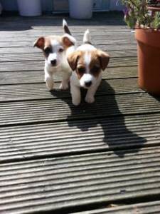 Lindos Jack Russel