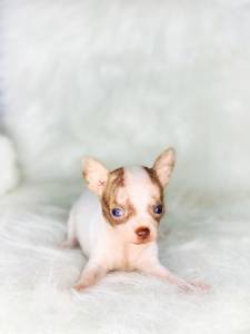 CHIHUAHUA MACHO MICRO CHIHUAHUA MACHO MICRO