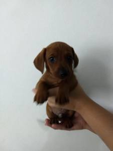 basset teckel salsichinha desponiveis chama no zap Lapa Sp