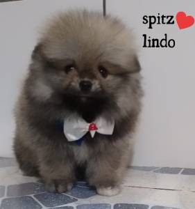 Spitz maravilhoso lulu da pomerania pronta entrega