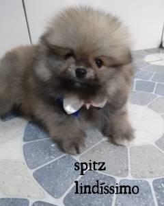 Spitz maravilhoso lulu da pomerania pronta entrega