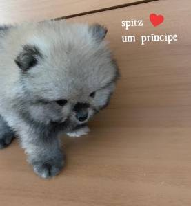 Spitz maravilhoso lulu da pomerania pronta entrega