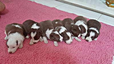 FILHOTES DE BORDER COLLIE