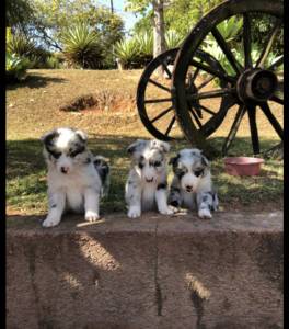 FILHOTES DE BORDER COLLIE