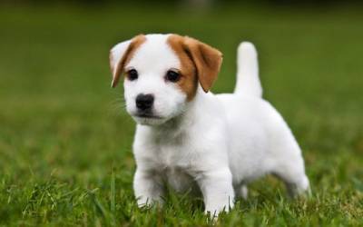 um macho jack russel