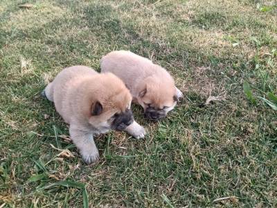 Shiba Inu Macho Disponvel