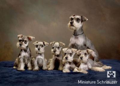 Schnauzer mini branco