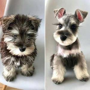 Schnauzer mini branco