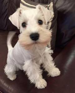 Schnauzer mini branco