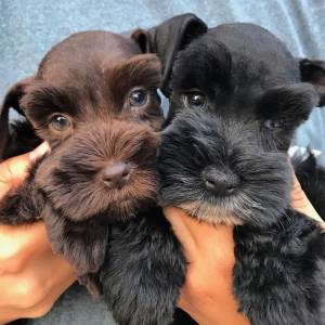 Schnauzer mini branco