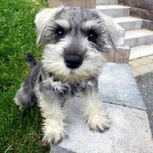 Schnauzer mini branco