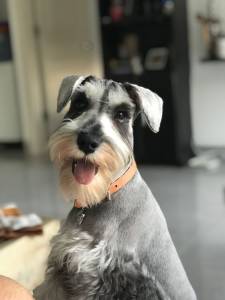 Schnauzer mini branco