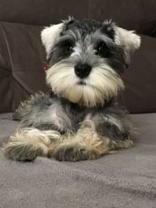 Schnauzer mini branco