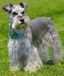 Schnauzer mini branco